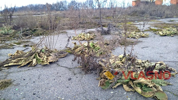 Літинський аеродром фото