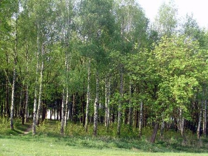 село Лучинець фото