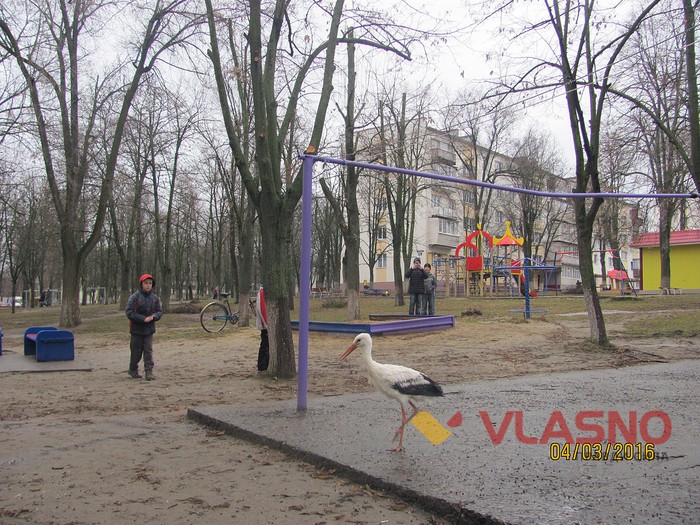 лелека в Ладижині фото