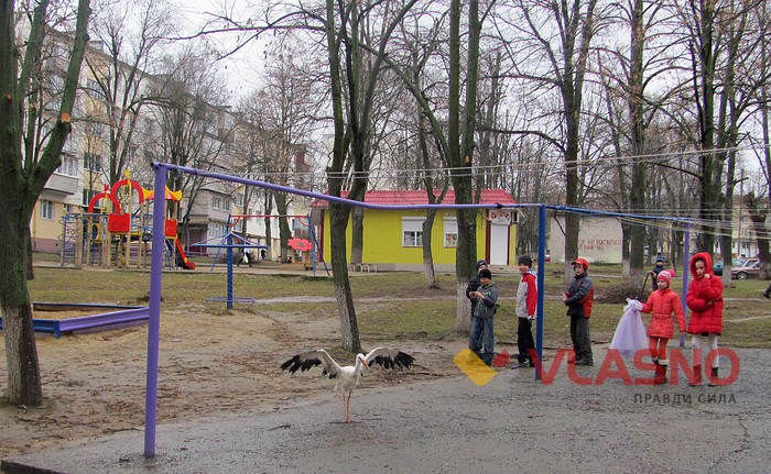 лелека в Ладижині фото
