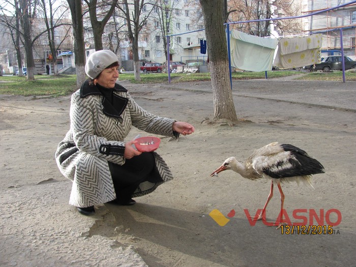 лелека в Ладижині фото