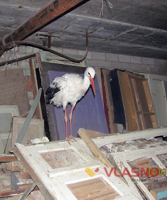 лелека в Ладижині фото