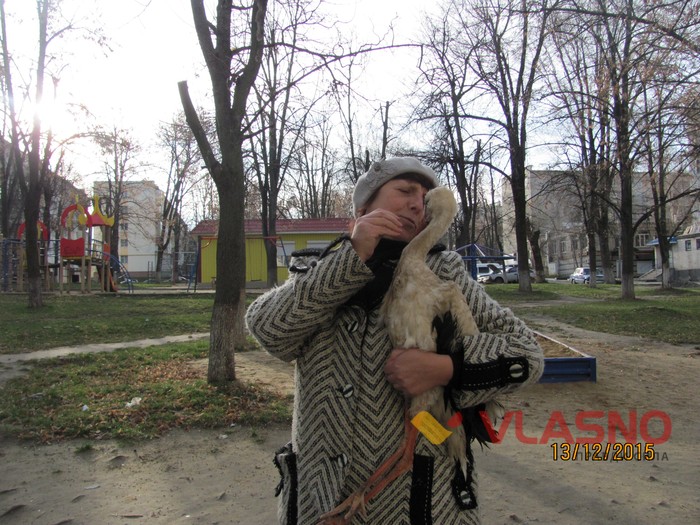 лелека в Ладижині фото