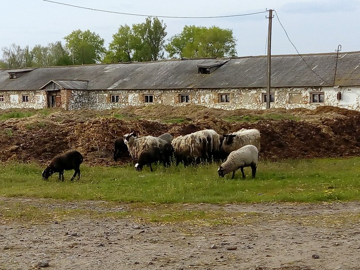 село Лозна фото