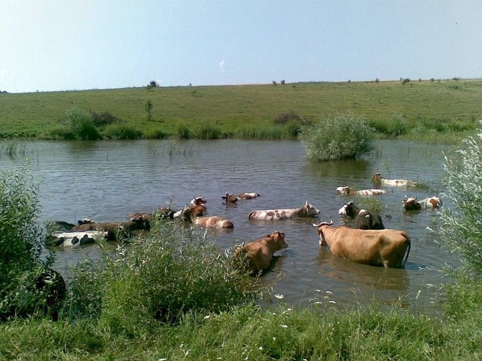 річка у селі Довгалівка фото