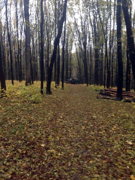 вирубка дерев фото