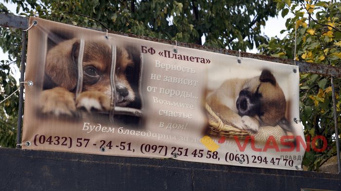 собачий притулок у Вінниці фото