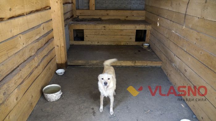 собачий притулок у Вінниці фото
