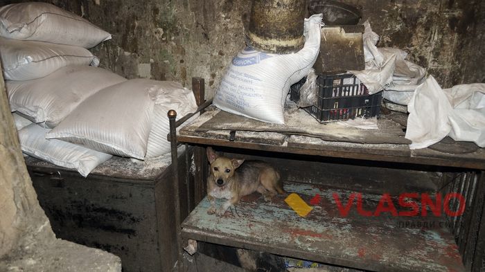 собачий притулок у Вінниці фото