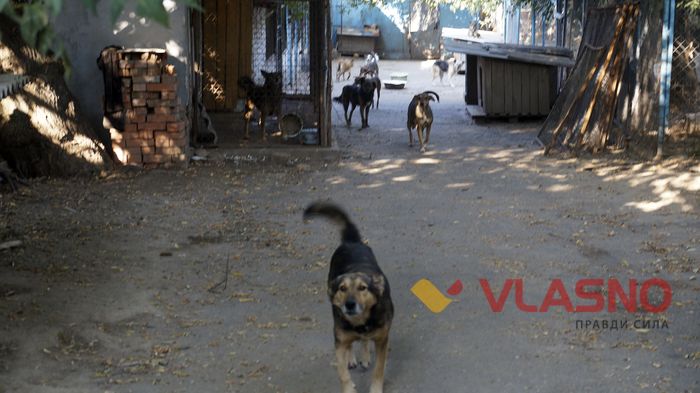 собачий притулок у Вінниці фото