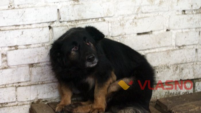 собачий притулок у Вінниці фото