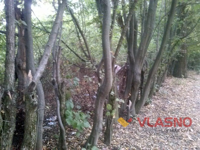 Ботанічний сад у Вінниці фото