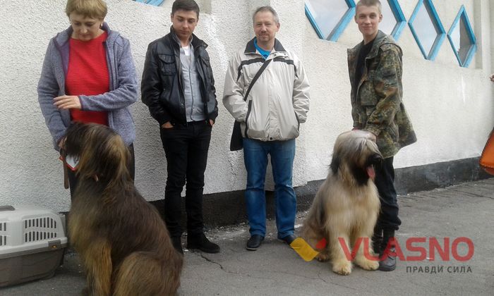 виставка собак вінниця фото