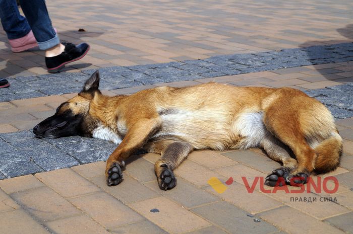 собака у Вінниці фото