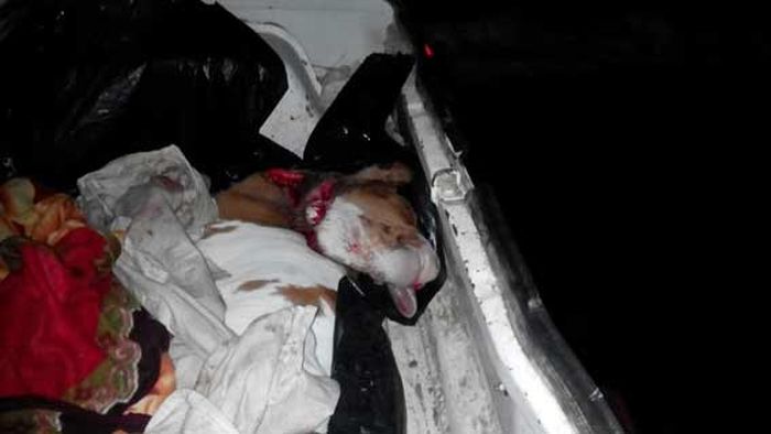 крали корів-1-фото