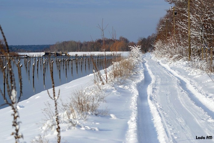 птахи в Ладижині фото