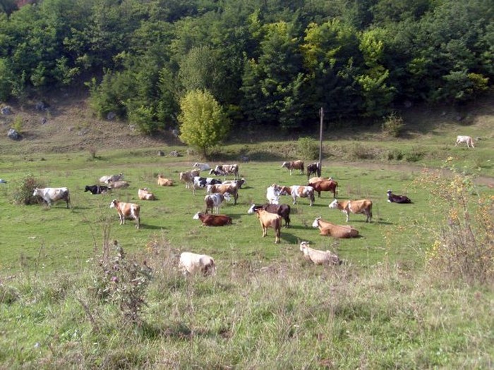 село Нетребівка фото