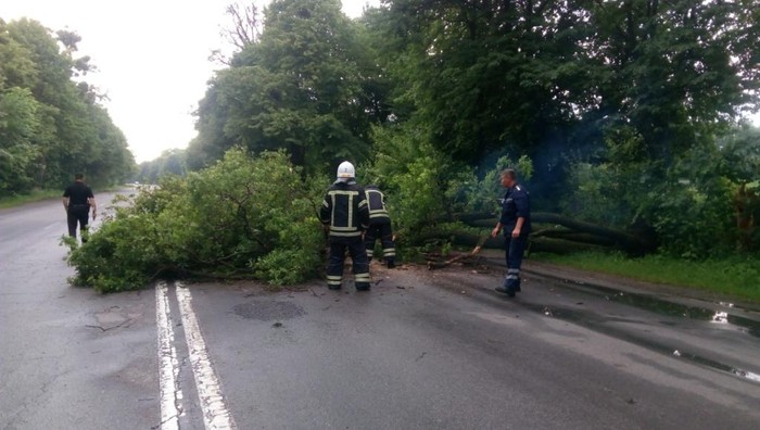 повалені дерева на Вінниччині фото
