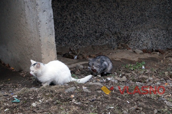 вінницькі коти фото