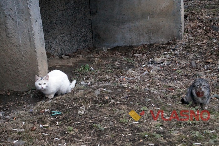 вінницькі коти фото