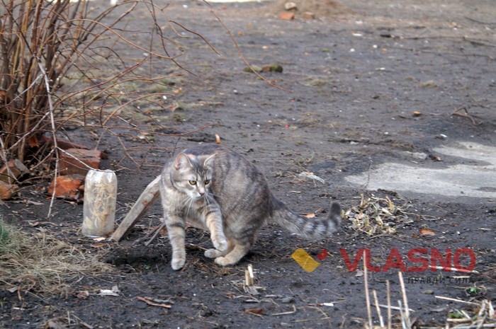 вінницькі коти фото