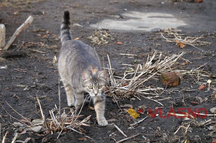 вінницькі коти фото