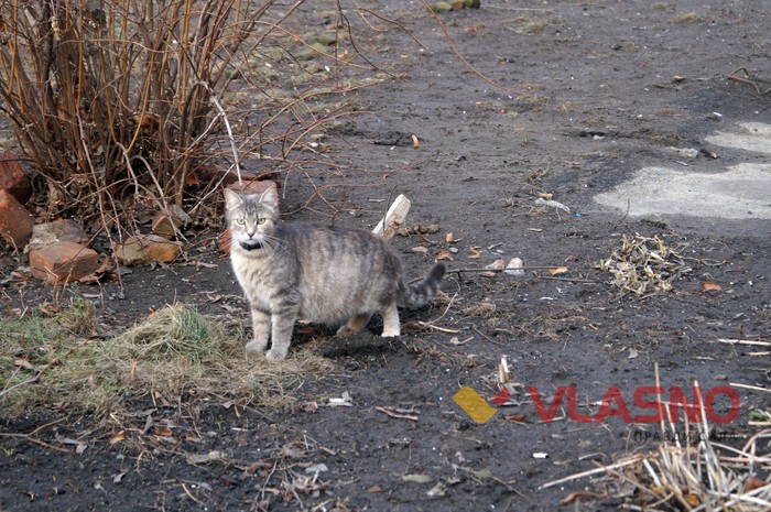 вінницькі коти фото