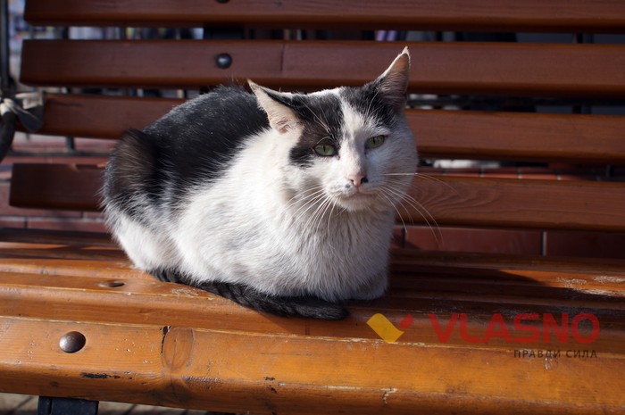 вінницькі коти фото