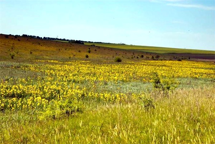 Долина ірисів фото