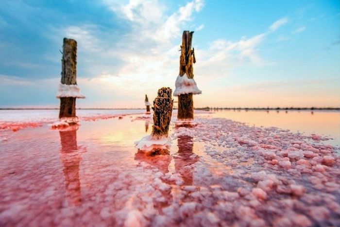 рожеве "мертве море" на Херсонщині фото