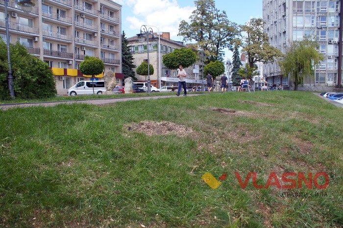 вирізали ялинки біля Вінницької міськради фото