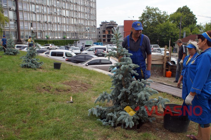 вартість нових ялинок біля Вінницької міськради фото