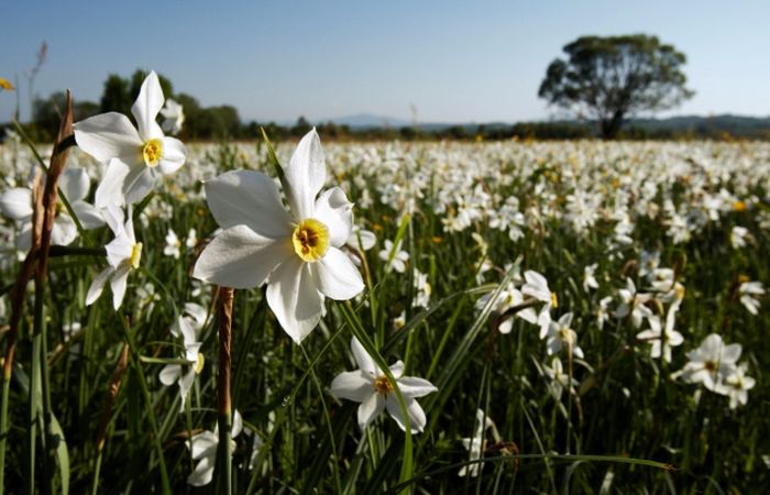 Долина нарцисів фото