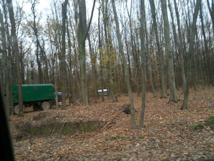 На Вінниччині рубають майже три гектари столітнього лісу 