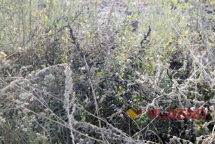 Сабарів облили мазутом фото