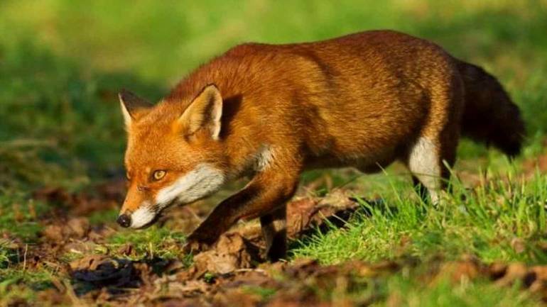 На Вінниччині лисиці крадуть курей з домогосподарств