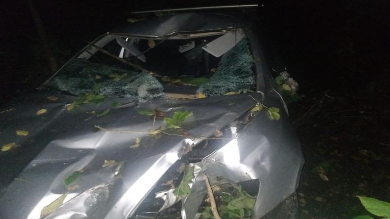 В Козятинському районі під час руху авто по трасі на машину впало дерево