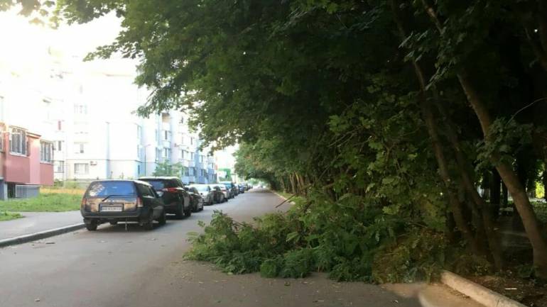 У Вінниці другий день не прибирають з дороги повалене дерево