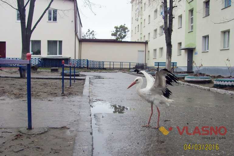 лелека в Ладижині фото