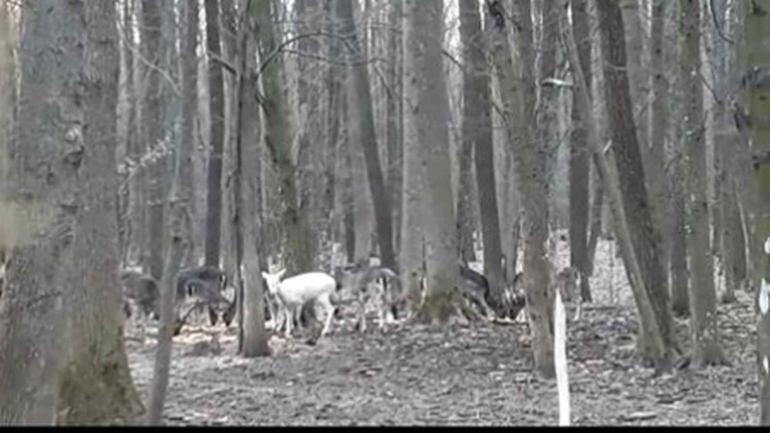 На Гайсинщині в лісі мешкає лань-альбінос (ВІДЕО)