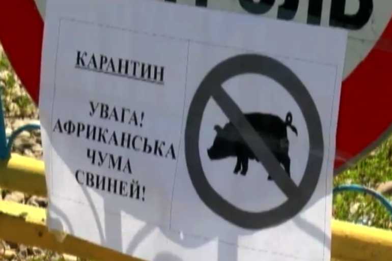африканська чума фото