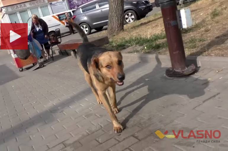 У Вінниці спочатку стерилізують, а потім труять безпритульних собак