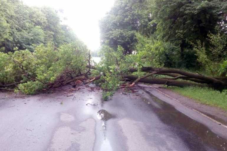 повалені дерева на Вінниччині фото