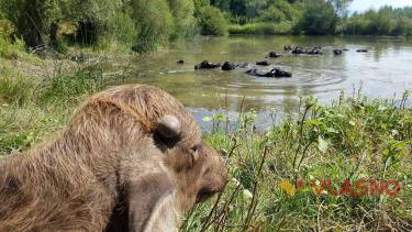 ферма буйволів фото
