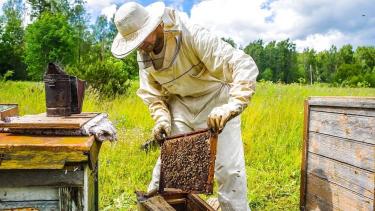 На Вінниччині понад 1800 бджолярів отримають 23 мільйони дотації від держави