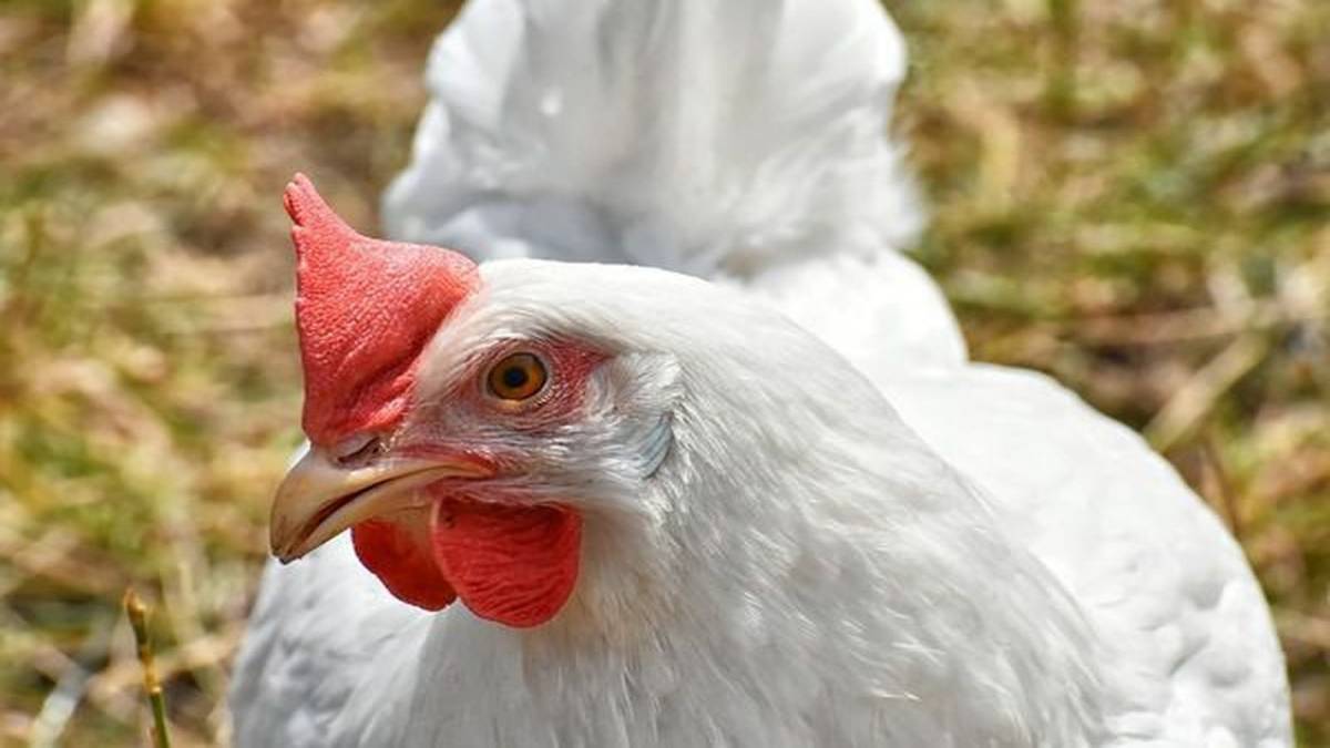 В Україні збільшився експорт м&rsquo;яса