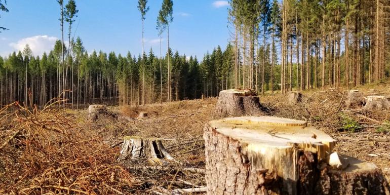 Масштабна незаконна вирубка лісу: на Вінниччині СБУ розкрила злочинців