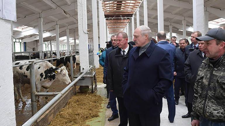 Президент Білорусі звільнив трьох високопосадовців за &laquo;знущання&raquo; над коровами