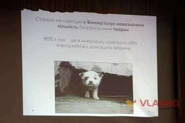 обговорення притулку для тварин у Вінниці фото