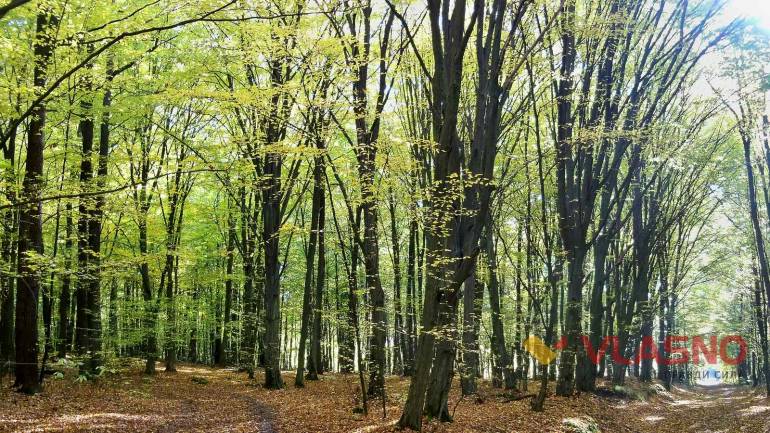 Біля села на Вінниччині з'явиться три нових заказника